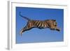 Bengal Tiger Jumping-DLILLC-Framed Photographic Print