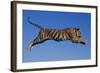 Bengal Tiger Jumping-DLILLC-Framed Photographic Print