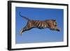 Bengal Tiger Jumping-DLILLC-Framed Photographic Print