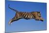 Bengal Tiger Jumping-DLILLC-Mounted Photographic Print