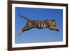 Bengal Tiger Jumping-DLILLC-Framed Photographic Print