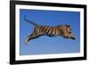 Bengal Tiger Jumping-DLILLC-Framed Photographic Print