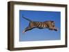 Bengal Tiger Jumping-DLILLC-Framed Photographic Print