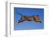 Bengal Tiger Jumping-DLILLC-Framed Photographic Print