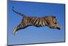 Bengal Tiger Jumping-DLILLC-Mounted Photographic Print