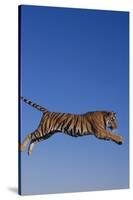 Bengal Tiger Jumping-DLILLC-Stretched Canvas