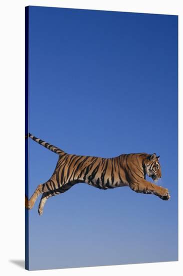 Bengal Tiger Jumping-DLILLC-Stretched Canvas