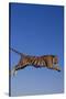 Bengal Tiger Jumping-DLILLC-Stretched Canvas