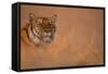 Bengal Tiger Lying in Field-DLILLC-Framed Stretched Canvas