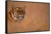Bengal Tiger Lying in Field-DLILLC-Framed Stretched Canvas