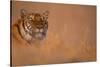 Bengal Tiger Lying in Field-DLILLC-Stretched Canvas
