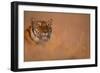 Bengal Tiger Lying in Field-DLILLC-Framed Photographic Print