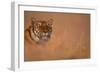 Bengal Tiger Lying in Field-DLILLC-Framed Photographic Print