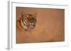 Bengal Tiger Lying in Field-DLILLC-Framed Photographic Print