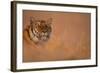 Bengal Tiger Lying in Field-DLILLC-Framed Photographic Print