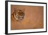 Bengal Tiger Lying in Field-DLILLC-Framed Photographic Print