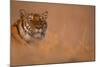 Bengal Tiger Lying in Field-DLILLC-Mounted Photographic Print