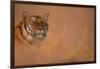 Bengal Tiger Lying in Field-DLILLC-Framed Photographic Print