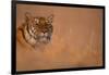 Bengal Tiger Lying in Field-DLILLC-Framed Photographic Print