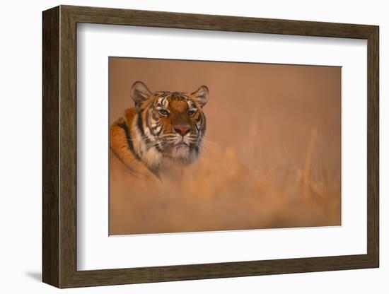 Bengal Tiger Lying in Field-DLILLC-Framed Photographic Print