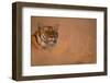 Bengal Tiger Lying in Field-DLILLC-Framed Photographic Print