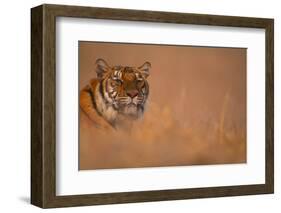 Bengal Tiger Lying in Field-DLILLC-Framed Photographic Print