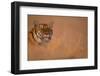 Bengal Tiger Lying in Field-DLILLC-Framed Photographic Print