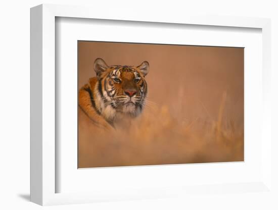 Bengal Tiger Lying in Field-DLILLC-Framed Photographic Print