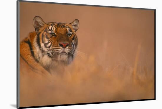 Bengal Tiger Lying in Field-DLILLC-Mounted Photographic Print