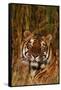 Bengal Tiger Lying in Grass-DLILLC-Framed Stretched Canvas