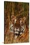 Bengal Tiger Lying in Grass-DLILLC-Stretched Canvas