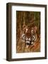 Bengal Tiger Lying in Grass-DLILLC-Framed Photographic Print