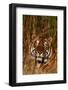 Bengal Tiger Lying in Grass-DLILLC-Framed Photographic Print