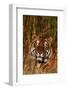 Bengal Tiger Lying in Grass-DLILLC-Framed Photographic Print