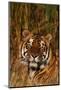 Bengal Tiger Lying in Grass-DLILLC-Mounted Photographic Print