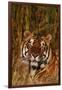 Bengal Tiger Lying in Grass-DLILLC-Framed Photographic Print