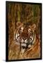 Bengal Tiger Lying in Grass-DLILLC-Framed Photographic Print