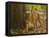 Bengal Tiger, Madhya Pradesh, Bandhavgarh National Park, India-Joe & Mary Ann McDonald-Framed Stretched Canvas