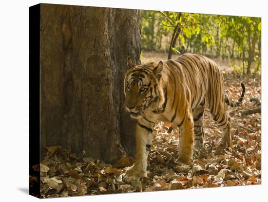 Bengal Tiger, Madhya Pradesh, Bandhavgarh National Park, India-Joe & Mary Ann McDonald-Stretched Canvas