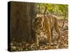 Bengal Tiger, Madhya Pradesh, Bandhavgarh National Park, India-Joe & Mary Ann McDonald-Stretched Canvas