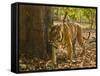 Bengal Tiger, Madhya Pradesh, Bandhavgarh National Park, India-Joe & Mary Ann McDonald-Framed Stretched Canvas
