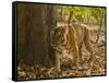 Bengal Tiger, Madhya Pradesh, Bandhavgarh National Park, India-Joe & Mary Ann McDonald-Framed Stretched Canvas