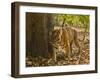 Bengal Tiger, Madhya Pradesh, Bandhavgarh National Park, India-Joe & Mary Ann McDonald-Framed Premium Photographic Print