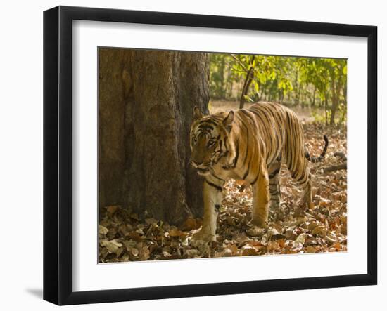 Bengal Tiger, Madhya Pradesh, Bandhavgarh National Park, India-Joe & Mary Ann McDonald-Framed Premium Photographic Print