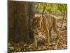 Bengal Tiger, Madhya Pradesh, Bandhavgarh National Park, India-Joe & Mary Ann McDonald-Mounted Premium Photographic Print