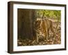 Bengal Tiger, Madhya Pradesh, Bandhavgarh National Park, India-Joe & Mary Ann McDonald-Framed Photographic Print