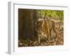 Bengal Tiger, Madhya Pradesh, Bandhavgarh National Park, India-Joe & Mary Ann McDonald-Framed Photographic Print