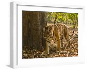 Bengal Tiger, Madhya Pradesh, Bandhavgarh National Park, India-Joe & Mary Ann McDonald-Framed Photographic Print