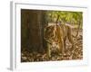 Bengal Tiger, Madhya Pradesh, Bandhavgarh National Park, India-Joe & Mary Ann McDonald-Framed Photographic Print