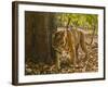 Bengal Tiger, Madhya Pradesh, Bandhavgarh National Park, India-Joe & Mary Ann McDonald-Framed Photographic Print